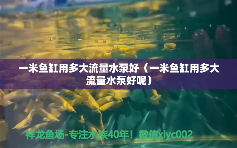 一米鱼缸用多大流量水泵好（一米鱼缸用多大流量水泵好呢） 鱼缸百科