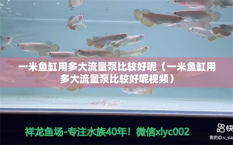 一米鱼缸用多大流量泵比较好呢（一米鱼缸用多大流量泵比较好呢视频） 鱼缸百科