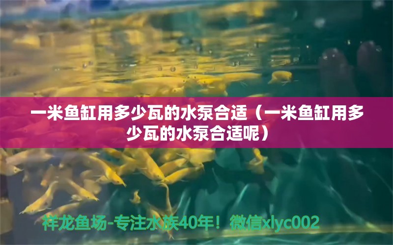 一米鱼缸用多少瓦的水泵合适（一米鱼缸用多少瓦的水泵合适呢） 鱼缸百科