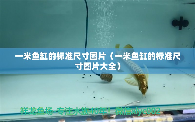 一米鱼缸的标准尺寸图片（一米鱼缸的标准尺寸图片大全） 观赏鱼市场（混养鱼）
