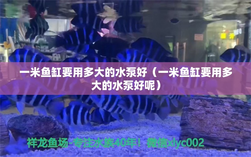 一米鱼缸要用多大的水泵好（一米鱼缸要用多大的水泵好呢）