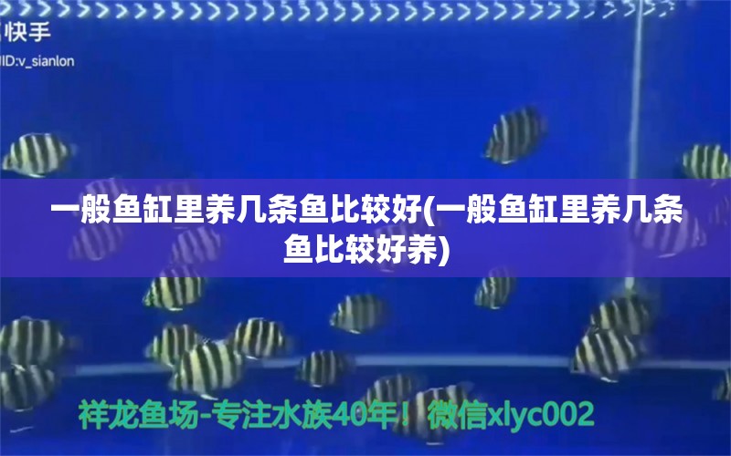 一般鱼缸里养几条鱼比较好(一般鱼缸里养几条鱼比较好养) 锦鲤鱼