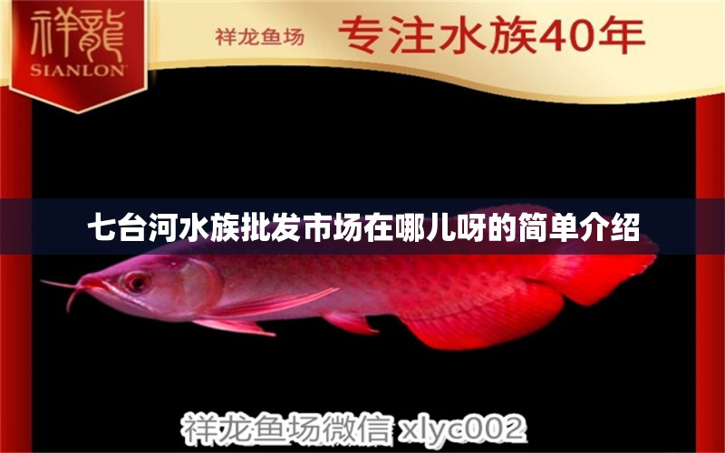 七台河水族批发市场在哪儿呀的简单介绍 球鲨鱼 第1张