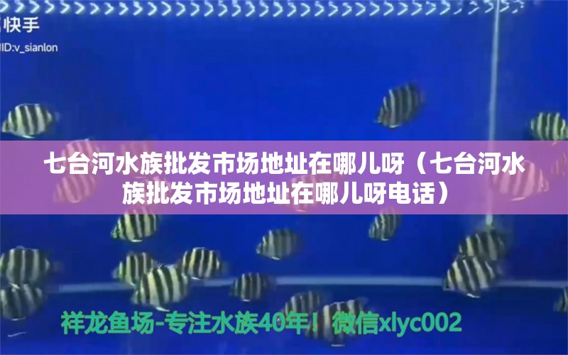 七台河水族批发市场地址在哪儿呀（七台河水族批发市场地址在哪儿呀电话） 观赏鱼水族批发市场