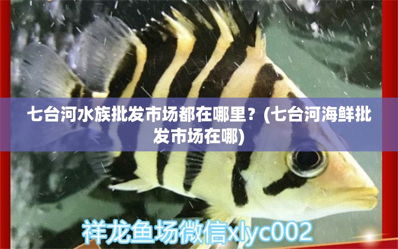 七台河水族批发市场都在哪里？(七台河海鲜批发市场在哪) 观赏鱼水族批发市场 第1张