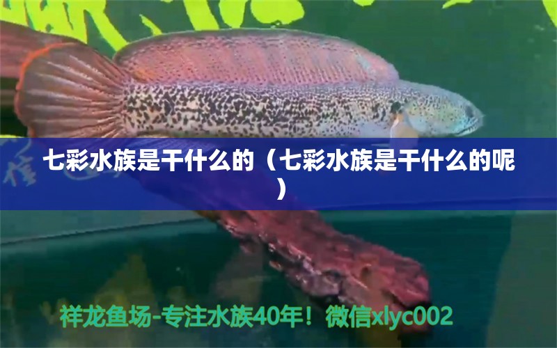 七彩水族是干什么的（七彩水族是干什么的呢）