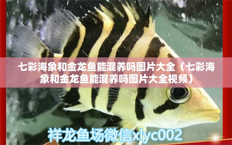 七彩海象和金龙鱼能混养吗图片大全（七彩海象和金龙鱼能混养吗图片大全视频）