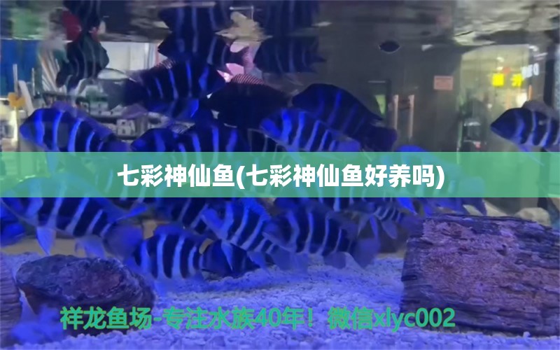 七彩神仙鱼(七彩神仙鱼好养吗) 七彩神仙鱼 第1张