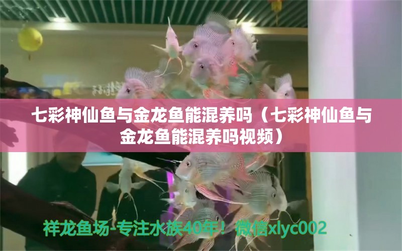 七彩神仙鱼与金龙鱼能混养吗（七彩神仙鱼与金龙鱼能混养吗视频）