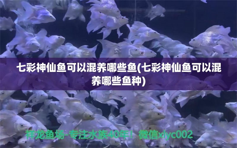 七彩神仙鱼可以混养哪些鱼(七彩神仙鱼可以混养哪些鱼种)