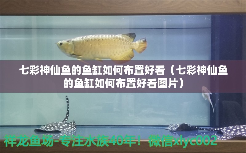 七彩神仙鱼的鱼缸如何布置好看（七彩神仙鱼的鱼缸如何布置好看图片） 七彩神仙鱼