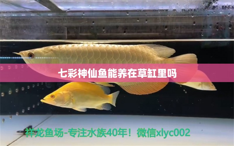 七彩神仙鱼能养在草缸里吗 定时器/自控系统 第2张