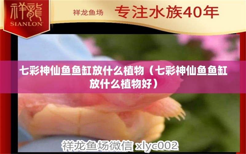 七彩神仙鱼鱼缸放什么植物（七彩神仙鱼鱼缸放什么植物好）