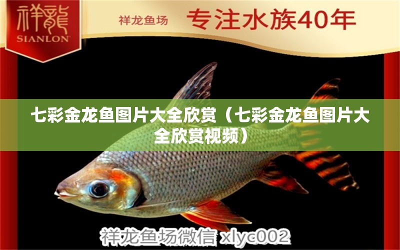 七彩金龙鱼图片大全欣赏（七彩金龙鱼图片大全欣赏视频） 祥龙水族医院