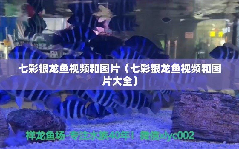 七彩银龙鱼视频和图片（七彩银龙鱼视频和图片大全） 银龙鱼