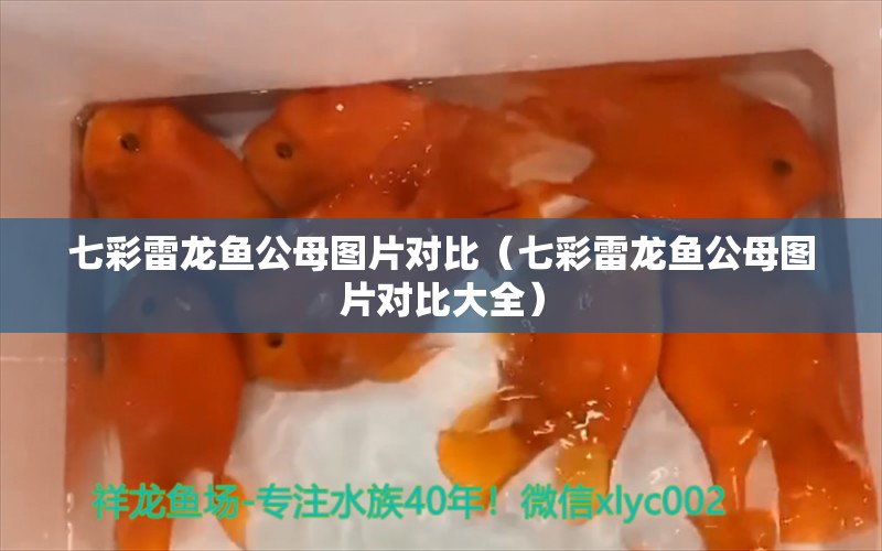 七彩雷龙鱼公母图片对比（七彩雷龙鱼公母图片对比大全） 广州龙鱼批发市场
