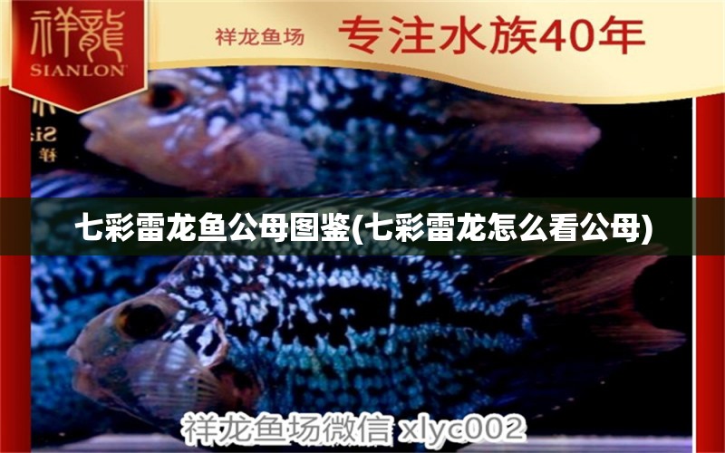 七彩雷龙鱼公母图鉴(七彩雷龙怎么看公母) 赛级红龙鱼