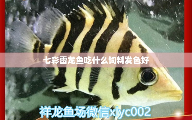 七彩雷龙鱼吃什么饲料发色好 锦鲤池鱼池建设