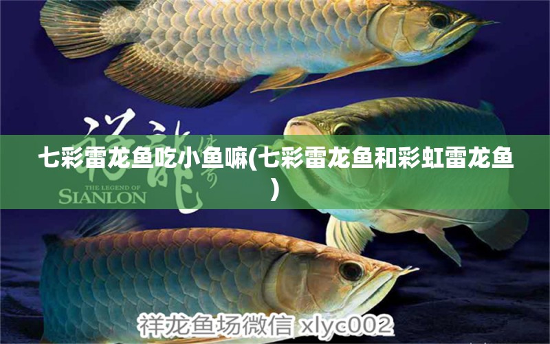 七彩雷龙鱼吃小鱼嘛(七彩雷龙鱼和彩虹雷龙鱼) 祥龙水族滤材/器材