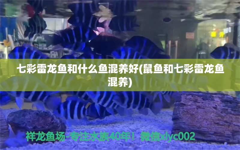 七彩雷龙鱼和什么鱼混养好(鼠鱼和七彩雷龙鱼混养) 雪龙鱼 第2张