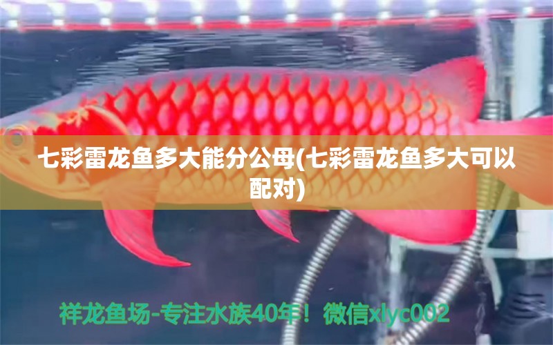 七彩雷龙鱼多大能分公母(七彩雷龙鱼多大可以配对) 水族品牌