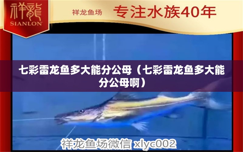 七彩雷龙鱼多大能分公母（七彩雷龙鱼多大能分公母啊） 广州龙鱼批发市场