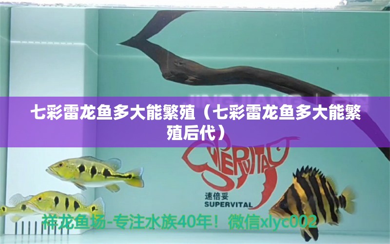 七彩雷龙鱼多大能繁殖（七彩雷龙鱼多大能繁殖后代） 广州龙鱼批发市场