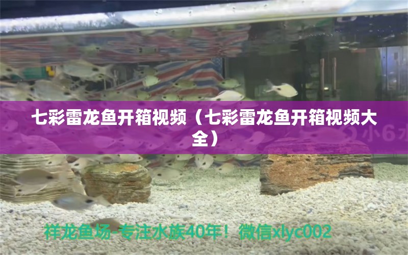 七彩雷龙鱼开箱视频（七彩雷龙鱼开箱视频大全） 广州龙鱼批发市场