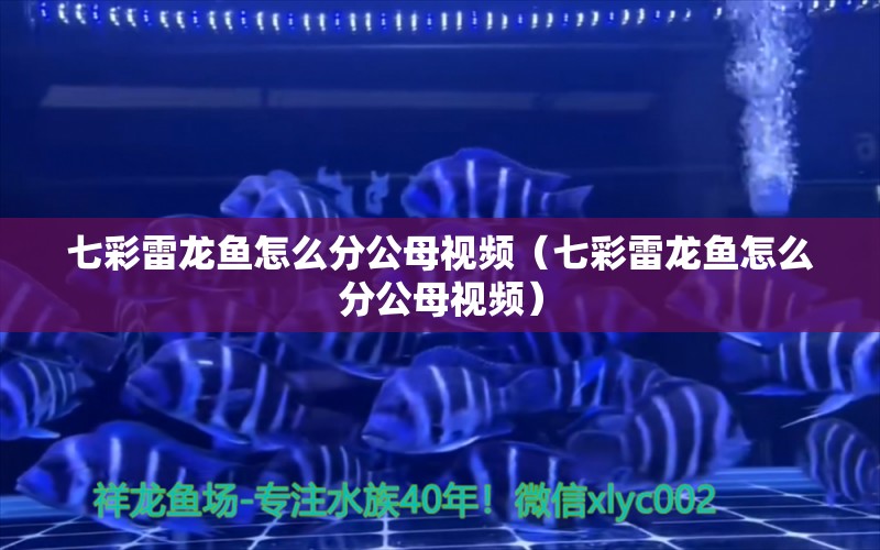七彩雷龙鱼怎么分公母视频（七彩雷龙鱼怎么分公母视频） 广州龙鱼批发市场