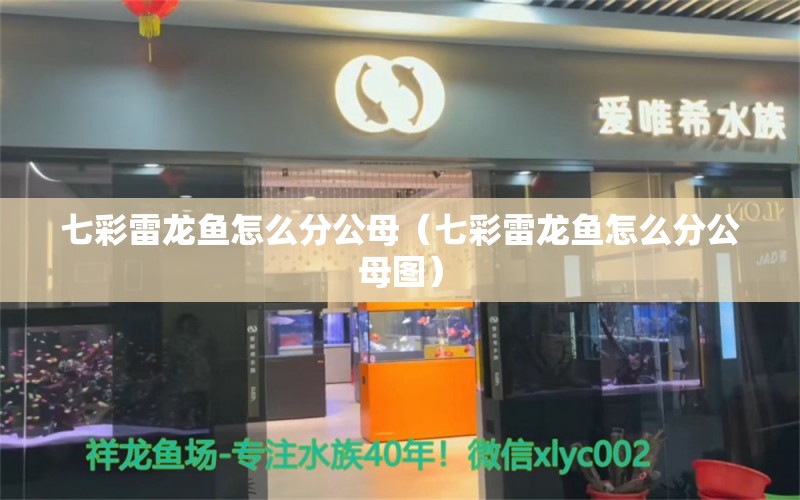 七彩雷龙鱼怎么分公母（七彩雷龙鱼怎么分公母图） 广州龙鱼批发市场