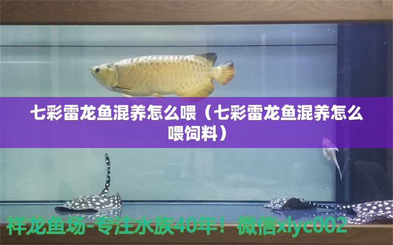 七彩雷龙鱼混养怎么喂（七彩雷龙鱼混养怎么喂饲料） 金三间鱼