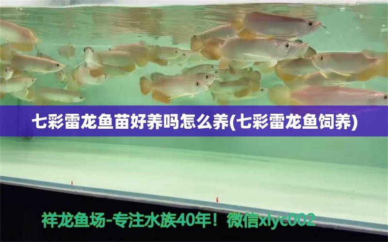 七彩雷龙鱼苗好养吗怎么养(七彩雷龙鱼饲养) 鱼缸等水族设备 第1张