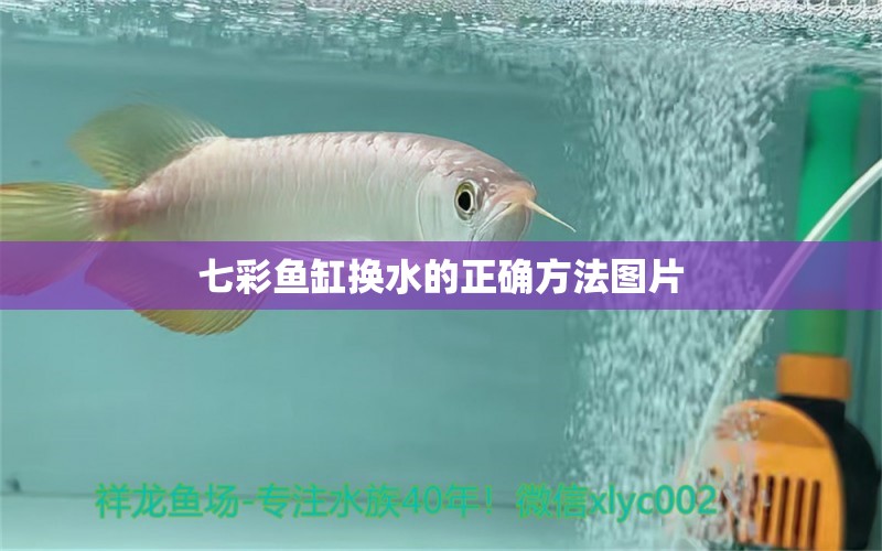 七彩鱼缸换水的正确方法图片