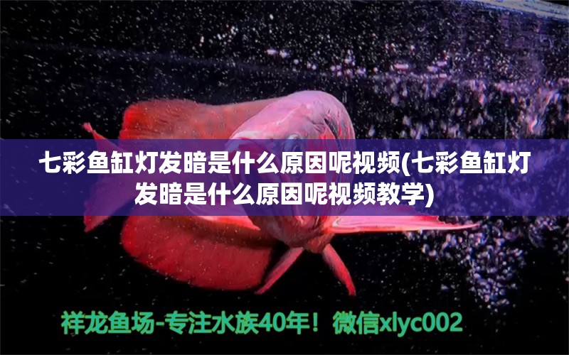 七彩鱼缸灯发暗是什么原因呢视频(七彩鱼缸灯发暗是什么原因呢视频教学)