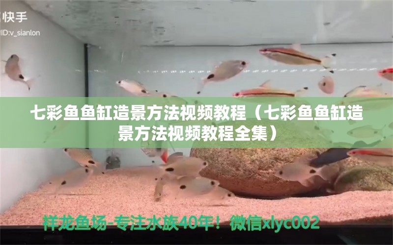 七彩鱼鱼缸造景方法视频教程（七彩鱼鱼缸造景方法视频教程全集） 祥龙水族医院