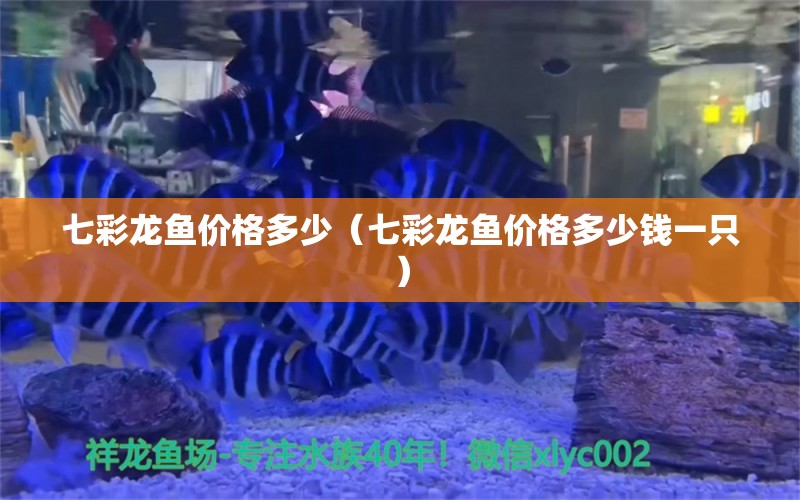 七彩龙鱼价格多少（七彩龙鱼价格多少钱一只） 广州龙鱼批发市场