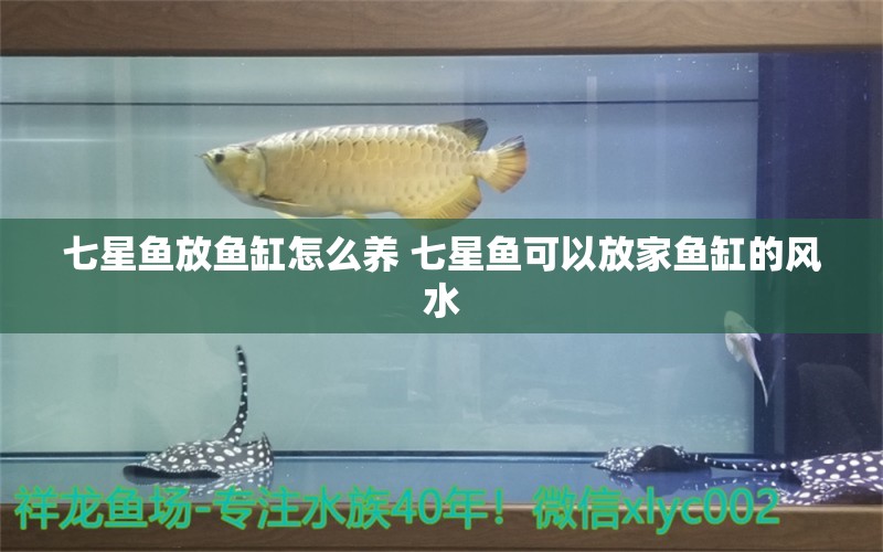 七星鱼放鱼缸怎么养 七星鱼可以放家鱼缸的风水