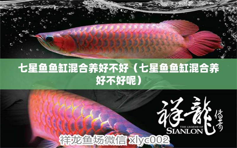 七星鱼鱼缸混合养好不好（七星鱼鱼缸混合养好不好呢） 祥龙水族医院