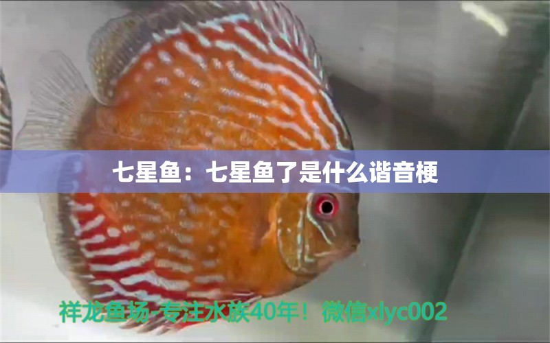 七星鱼：七星鱼了是什么谐音梗