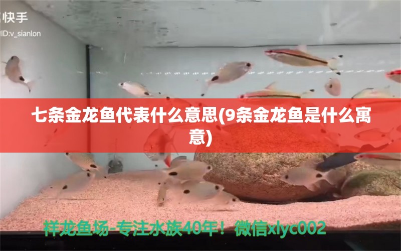 七条金龙鱼代表什么意思(9条金龙鱼是什么寓意) 古典过背金龙鱼