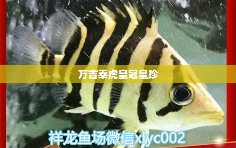 万吉泰虎皇冠皇珍