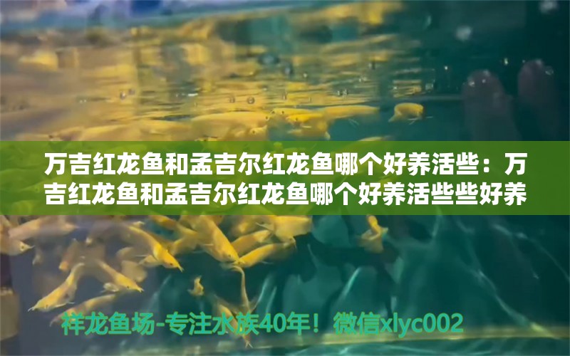 万吉红龙鱼和孟吉尔红龙鱼哪个好养活些：万吉红龙鱼和孟吉尔红龙鱼哪个好养活些些好养活些