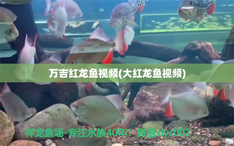 万吉红龙鱼视频(大红龙鱼视频) 狗仔（招财猫)鱼苗 第1张