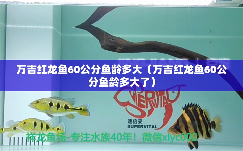 万吉红龙鱼60公分鱼龄多大（万吉红龙鱼60公分鱼龄多大了） 祥龙水族医院