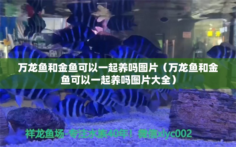 万龙鱼和金鱼可以一起养吗图片（万龙鱼和金鱼可以一起养吗图片大全）