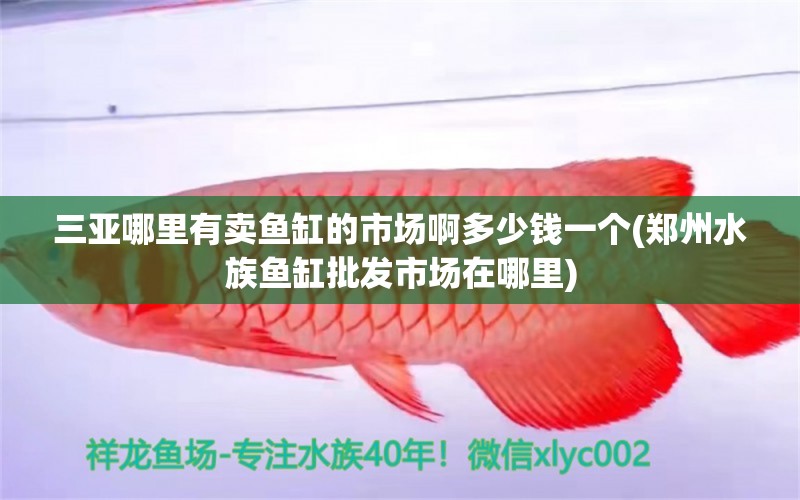 三亚哪里有卖鱼缸的市场啊多少钱一个(郑州水族鱼缸批发市场在哪里)