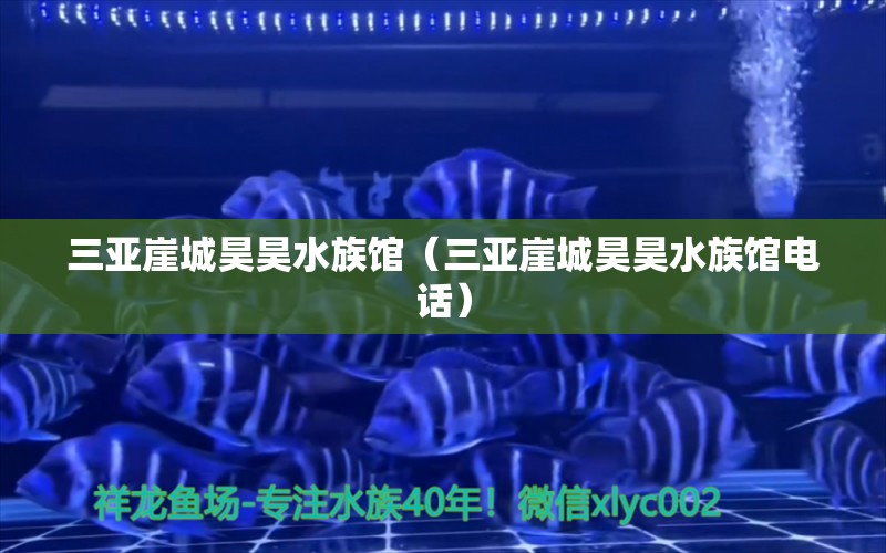 三亚崖城昊昊水族馆（三亚崖城昊昊水族馆电话） 全国水族馆企业名录