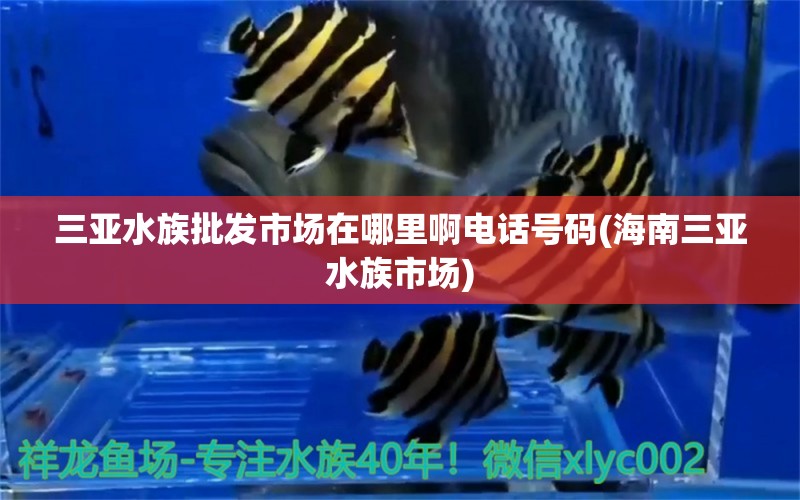 三亚水族批发市场在哪里啊电话号码(海南三亚水族市场) 观赏鱼水族批发市场