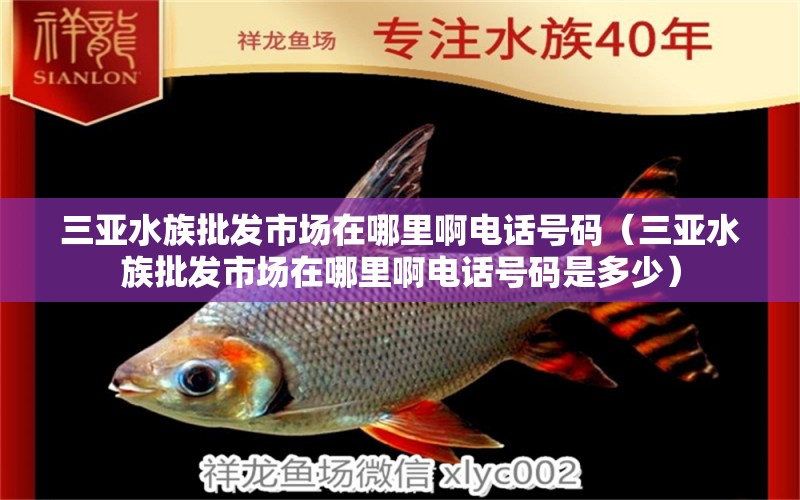 三亚水族批发市场在哪里啊电话号码（三亚水族批发市场在哪里啊电话号码是多少）