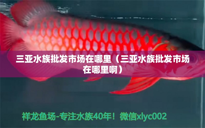 三亚水族批发市场在哪里（三亚水族批发市场在哪里啊） 观赏鱼水族批发市场